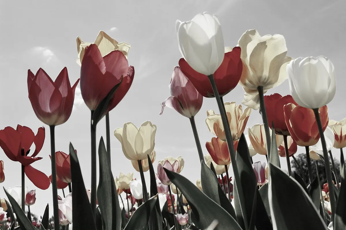 Growing Tulips in Small UK Gardens: 8 Design Ideas for Patios and Balconies