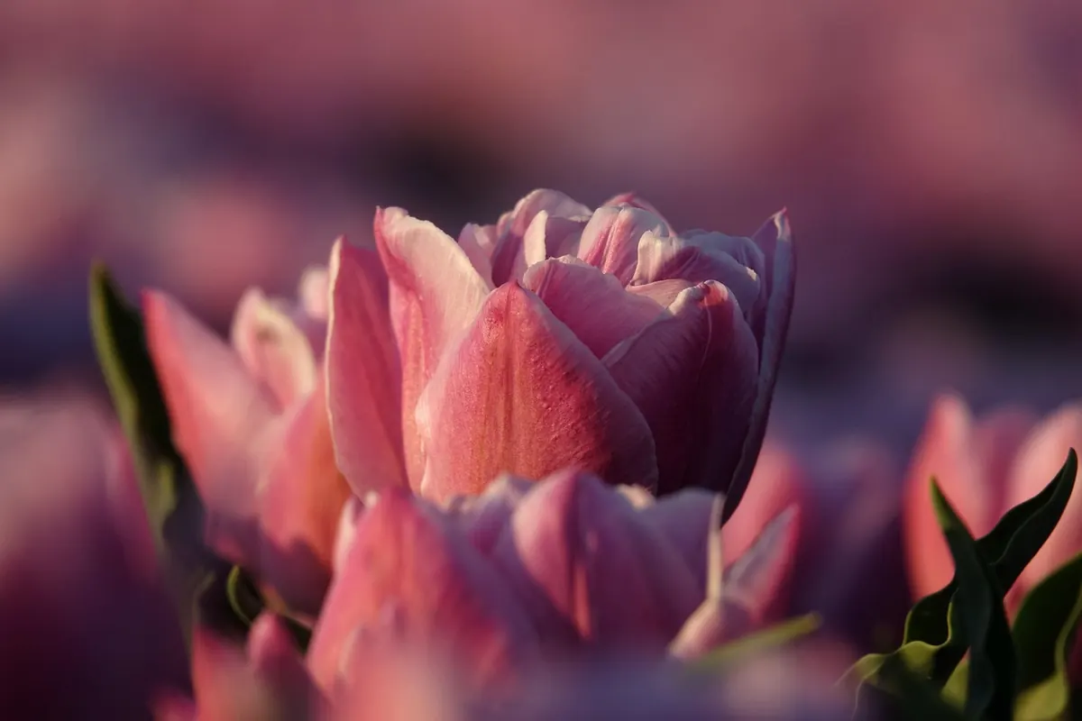 How to Plant Tulip Bulbs in the UK: A Month-by-Month Guide