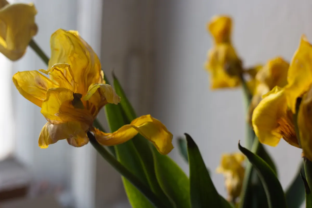 Tulip Care After Flowering: What to Do with Faded Blooms and Leaves
