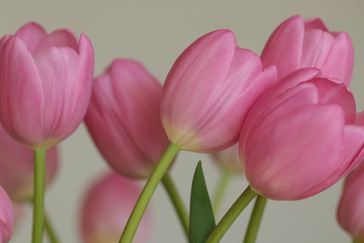 Tulip Pests and Diseases: Identify, Prevent and Treat Common UK Problems